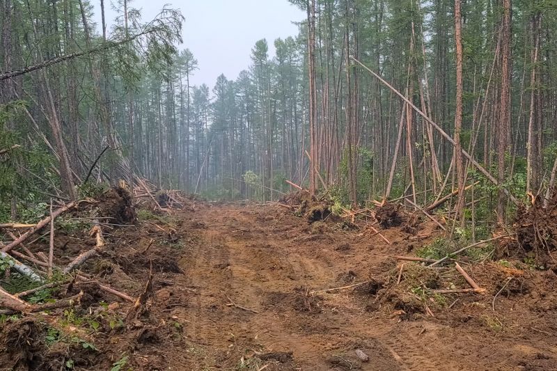 Underbrush Clearing in Atlanta, GA
